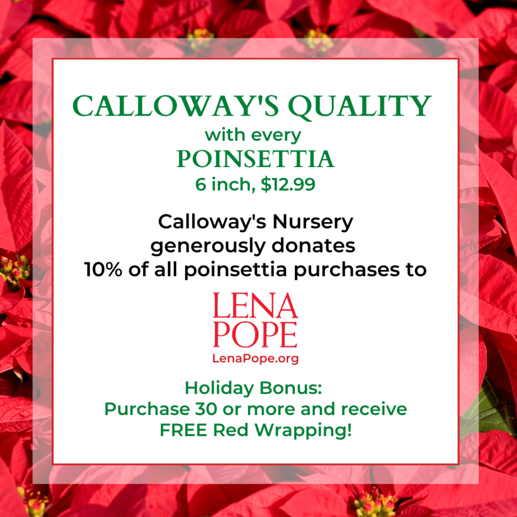 A red wrapping for calloway 's quality poinsettia